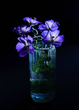 Siyah arkaplanda mavi çiçekler