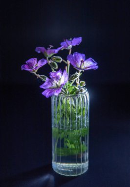 Siyah arka planda bir bardakta güzel çiçekler