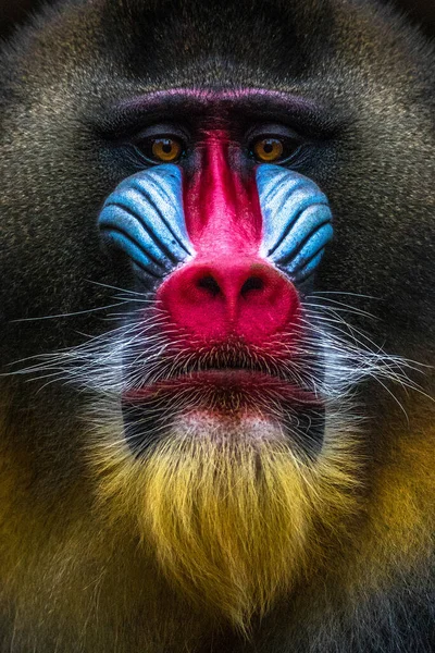 Mandrill (Mandrillus sfenks), Afrika 'nın batısında yaşayan büyük bir Eski Dünya maymunudur.