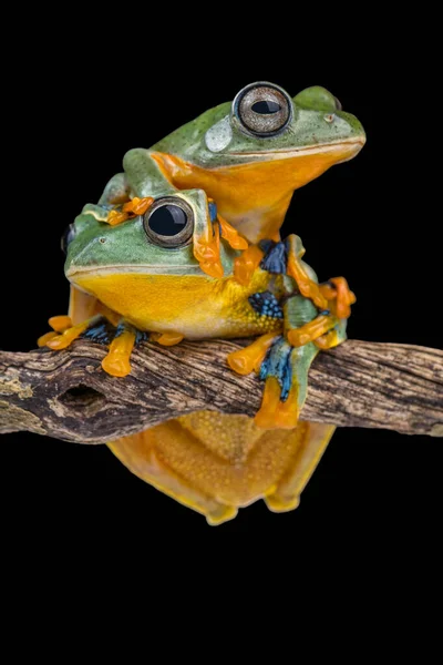 Wallace Flying Frog Rhacophorus Nigropalmatus Also Known Gliding Frog — Stock Photo, Image