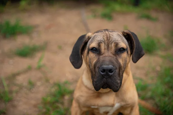 Porträt Einer Dogge Porträt Einer Erwachsenen Englischen Dogge Freien — Stockfoto