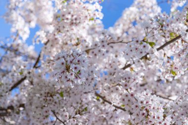 Baharda renkli çiçek arkaplanı, kartpostalın arka planı. Yüksek kalite fotoğraf