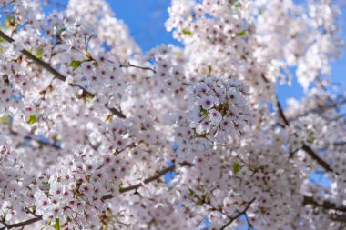 Baharda renkli çiçek arkaplanı, kartpostalın arka planı. Yüksek kalite fotoğraf