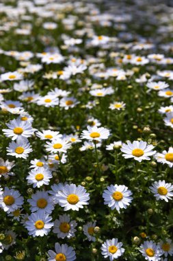 Baharda renkli çiçek arkaplanı, kartpostalın arka planı. Yüksek kalite fotoğraf