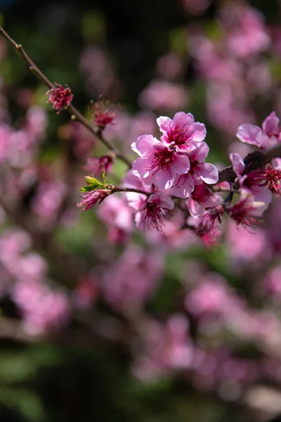 Bunte Blumen Hintergrund Frühling Hintergrund Für Postkarte Hochwertiges Foto — Stockfoto