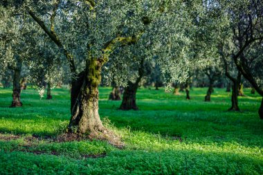 Zeytin tarlası ve tek zeytin ağacı, Olive dünyada yaşayan en uzun ağaç türlerinden biridir. Yüksek kalite fotoğraf