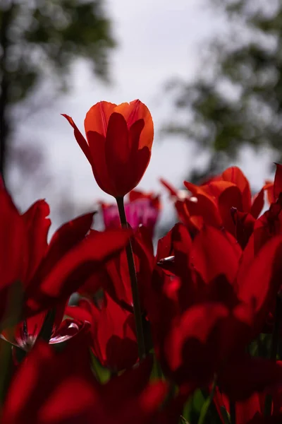 Fundo Flores Coloridas Primavera Fundo Para Cartão Postal Foto Alta — Fotografia de Stock