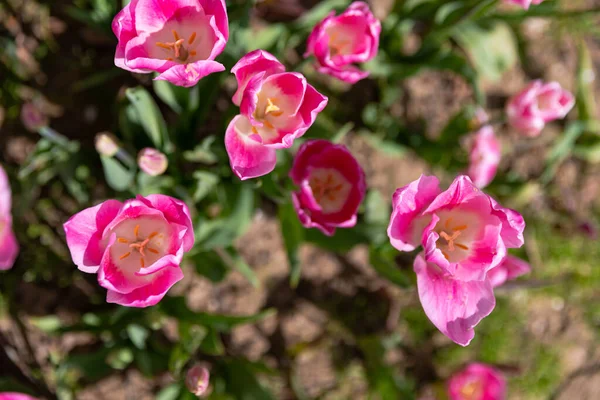 Colorful Flowers Background Spring Background Post Card High Quality Photo Stock Image