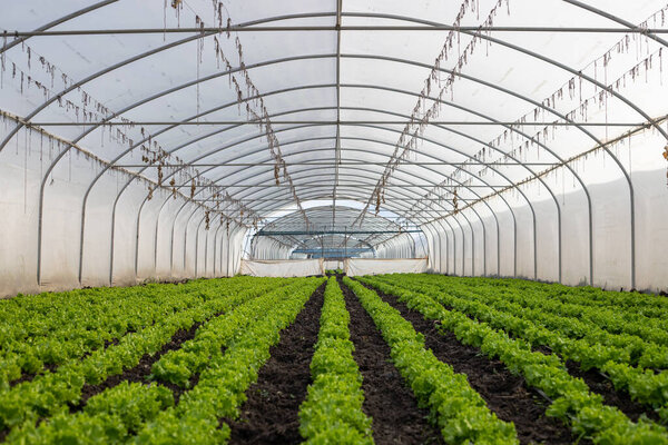 Greenhouse in a farm , Greenhouse cultivation as an all-season fruit and vegetable growing method. High quality photo