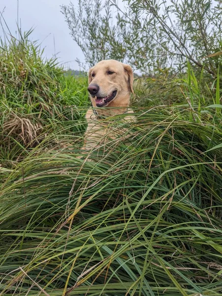 秋の公園の芝生に座っている黄金の犬コピースペース付きの風景 — ストック写真