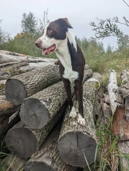 Cão Com Está Madeira Olhando Diretamente Para Lado Belas Paisagens — Fotografia de Stock