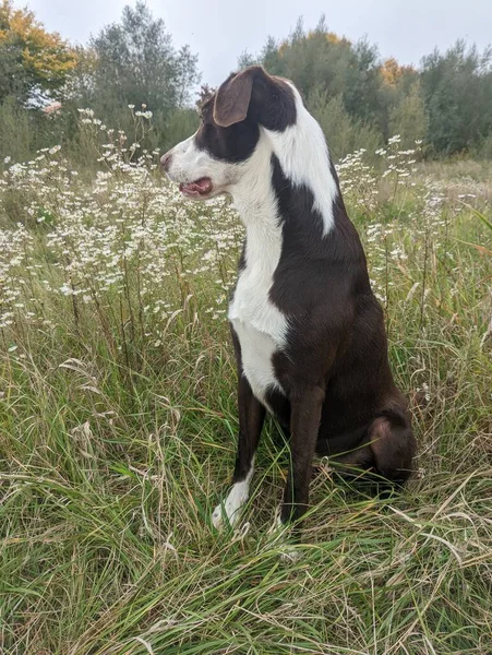 Brownn Cão Que Está Orgulhosamente Sentado Grama Verde Olhando Para — Fotografia de Stock