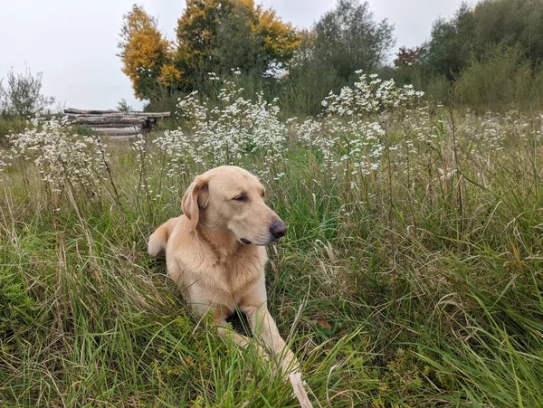 秋の公園の芝生に座っている黄金の犬コピースペース付きの風景 — ストック写真