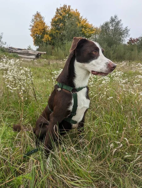 Brownn Cão Que Está Orgulhosamente Sentado Grama Verde Olhando Para — Fotografia de Stock