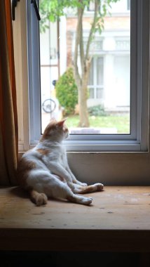 Pencerenin yanında kızıl kedi. Pencerenin pervazında oturan sevimli kızıl kedi. 