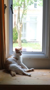 Pencerenin yanında kızıl kedi. Pencerenin pervazında oturan sevimli kızıl kedi. 