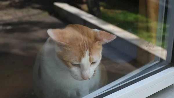 Gato Gengibre Junto Janela Bonito Gato Gengibre Situado Soleira Janela — Fotografia de Stock