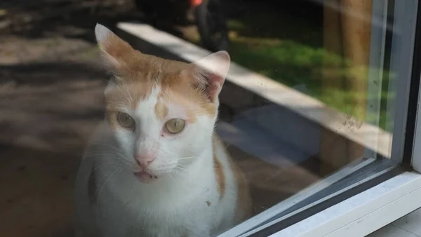 Ingefära Katt Vid Fönstret Söt Ingefära Katt Sitter Fönsterbrädan — Stockfoto