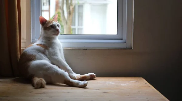 Gato Gengibre Junto Janela Bonito Gato Gengibre Situado Soleira Janela — Fotografia de Stock