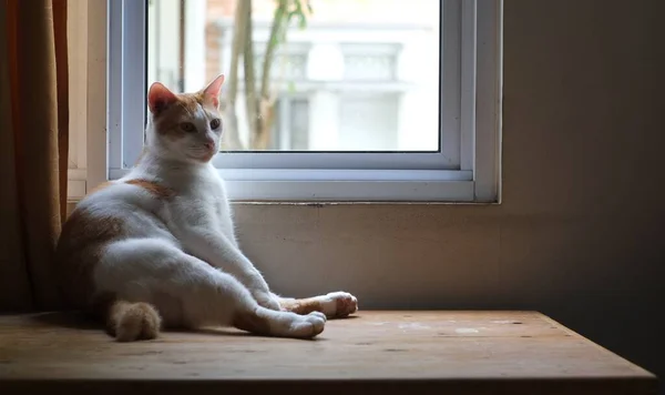 Імбирний Кіт Біля Вікна Милий Імбирний Кіт Сидить Підвіконні — стокове фото