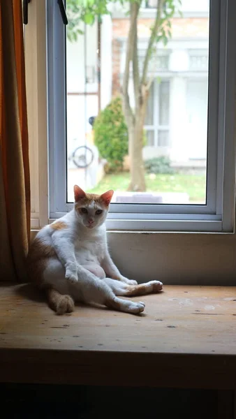 Ingefära Katt Vid Fönstret Söt Ingefära Katt Sitter Fönsterbrädan — Stockfoto