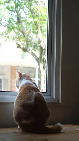 Chat Roux Près Fenêtre Mignon Chat Gingembre Assis Sur Rebord — Photo