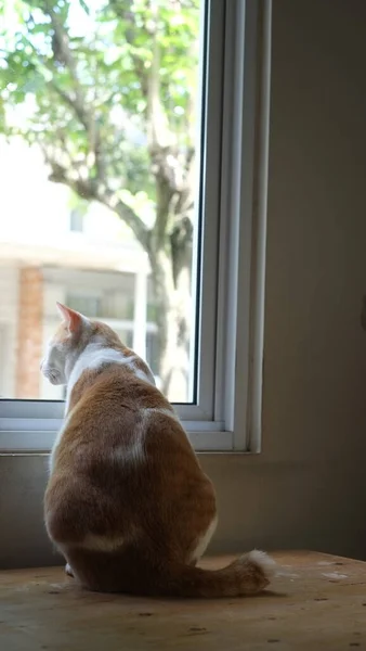 Імбирний Кіт Біля Вікна Милий Імбирний Кіт Сидить Підвіконні — стокове фото