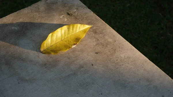 Hoja Otoño Expuesta Sol — Foto de Stock