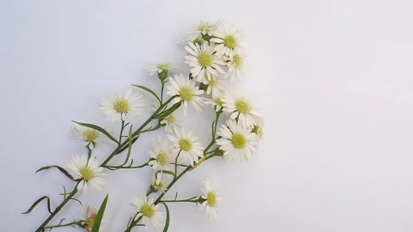 beyaz zemin üzerine beyaz çiçekler