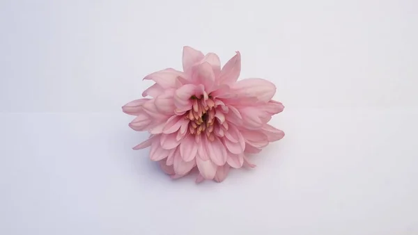 pink flower isolated on white background