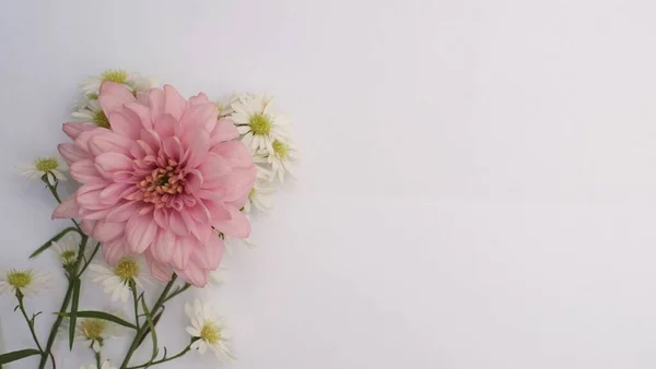 pink flower isolated on white background