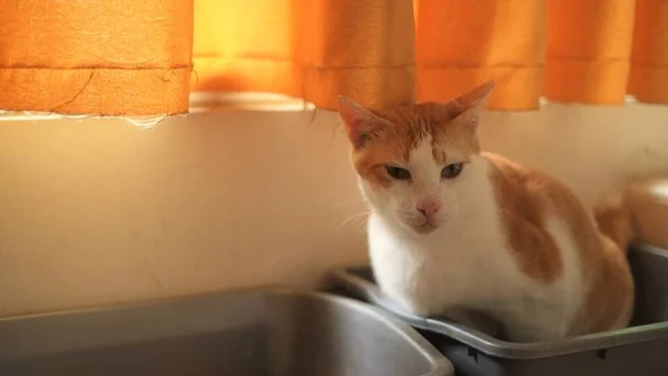 Ginger Kot Defekuje Sika Kuwety — Zdjęcie stockowe