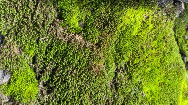 Yeşil yosun dokusunu, arkaplanı kapat.