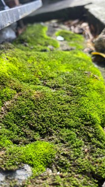 Yeşil yosun dokusunu, arkaplanı kapat.