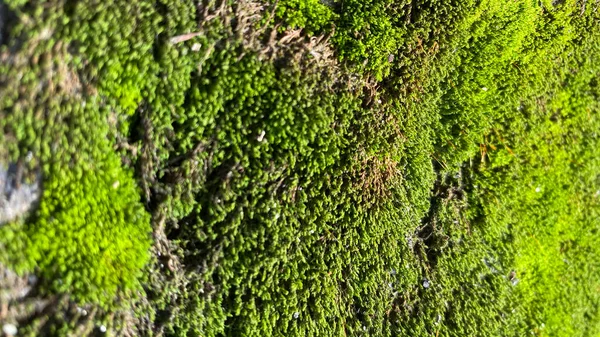 緑の苔の質感を閉じ — ストック写真