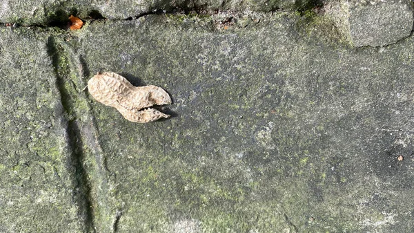 コンクリートの床の上のピーナッツ殻のゴミ — ストック写真