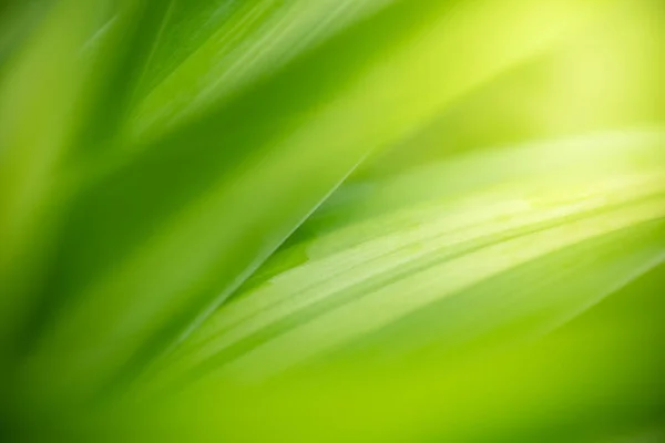 庭の緑がぼやけている背景にある緑の葉の抽象的な背景 春の背景カバーページとして使用される天然緑の葉植物緑環境生態石灰緑の壁紙 — ストック写真
