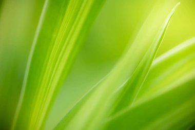 Bahçedeki bulanık yeşil arka planda yeşil yaprağın soyut arkaplanı. İlkbahar arkaplan örtüsü olarak kullanılan doğal yeşil yapraklar. Yeşillik çevre ekolojisi kireç yeşil duvar kağıdı.