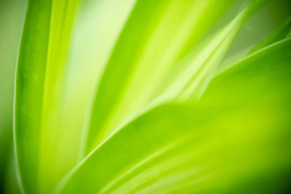 Fundo Abstrato Natureza Folha Verde Fundo Verde Desfocado Jardim Natural — Fotografia de Stock