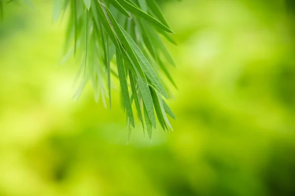 Zamknij Się Świeży Widok Przyrodę Zielonego Liścia Rozmytym Tle Zieleni — Zdjęcie stockowe