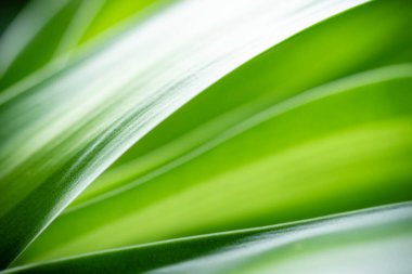 Bahçedeki bulanık yeşil arka planda yeşil yaprağın soyut arkaplanı. İlkbahar arkaplan örtüsü olarak kullanılan doğal yeşil yapraklar. Yeşillik çevre ekolojisi kireç yeşil duvar kağıdı.