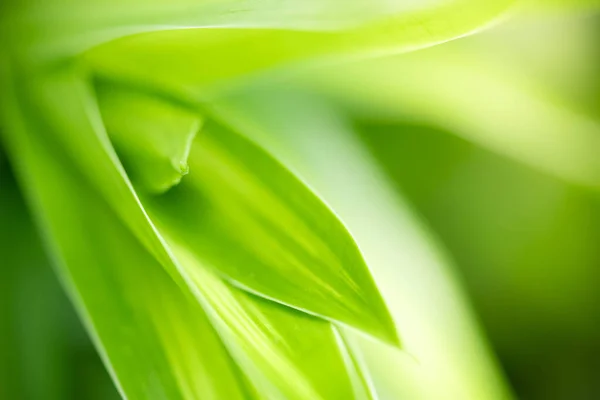 庭の緑がぼやけている背景にある緑の葉の抽象的な背景 春の背景カバーページとして使用される天然緑の葉植物緑環境生態石灰緑の壁紙 — ストック写真