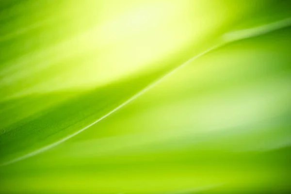 Fundo Abstrato Natureza Folha Verde Fundo Verde Desfocado Jardim Natural — Fotografia de Stock