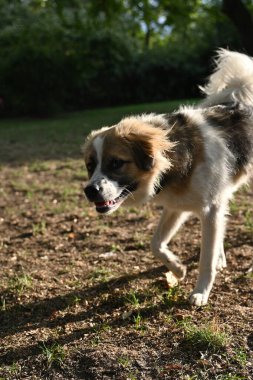 Parkta yürürken bir köpek bana tuhaf bir şekilde bakıyor.