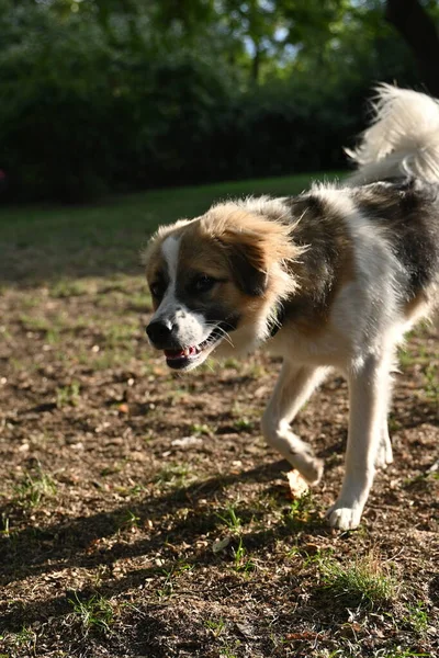 Parkta yürürken bir köpek bana tuhaf bir şekilde bakıyor.
