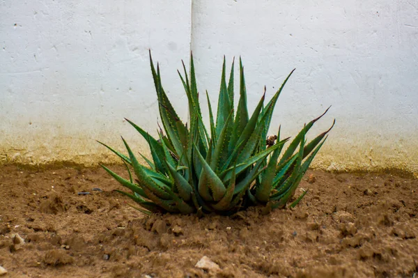 Une Plante Aloe Vera Poussant Dans Saleté — Photo