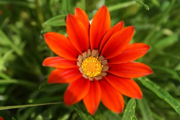 Güzel Kırmızı Yıldız Çiçeğinin Yakın Çekim Görüntüsü — Stok fotoğraf