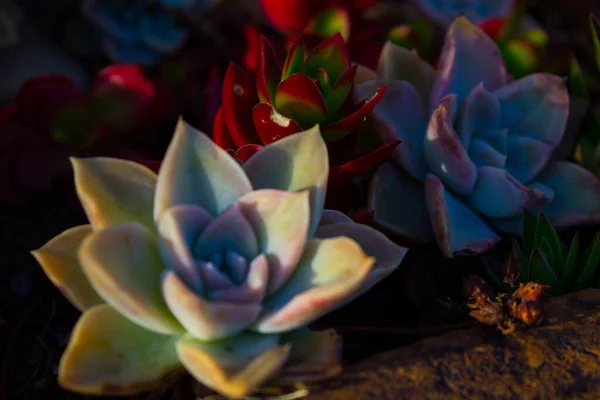 Nid Succulents Colorés — Photo