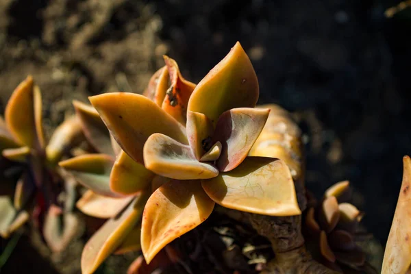 Succulent Brun Été — Photo