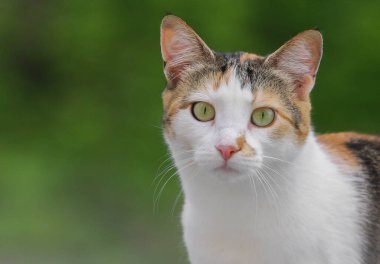 Gündüz vakti yürürken bahçe kedisi.